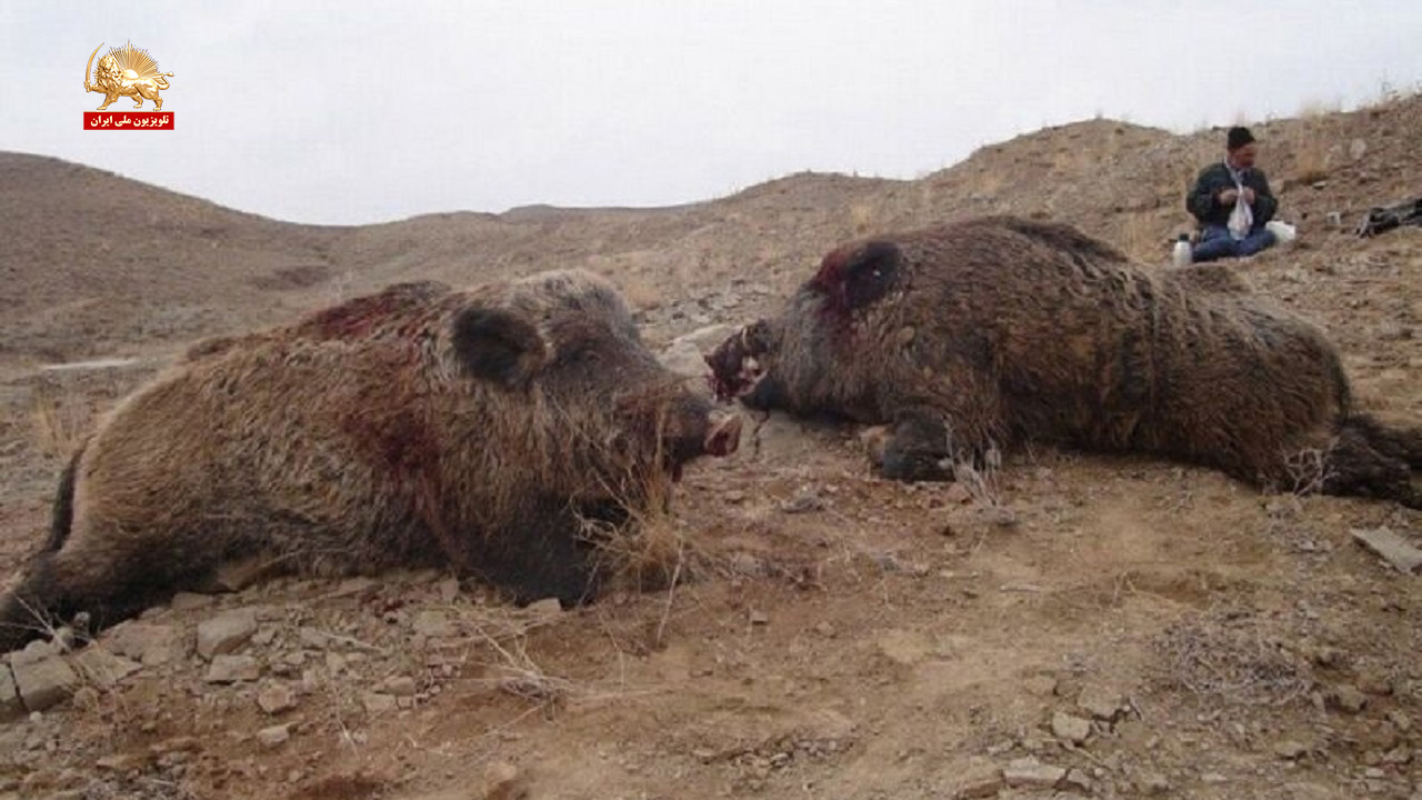 شیوع پدیده گرازخواری