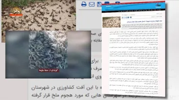 هجوم ملخ های صحرایی به استان ایلام و عدم اقدام رژیم