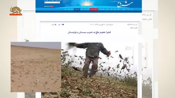 هجوم ملخ ها و آسیب دیدن ۱۱هزار هکتار از مناطق جنوب استان سیستان و بلوچستان