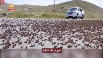هجوم ملخ به روستاهای میهن