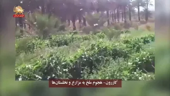 هجوم ملخ به مزارع و نخلستان‌ها