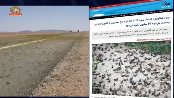 هشدار جدید در باره حمله ملخ‌های صحرایی