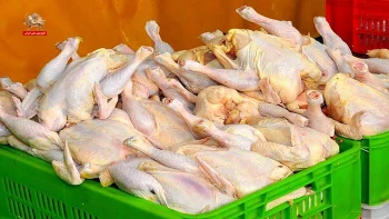مرغ تاریخ‌گذشته پای سفره مردم؛ چه کسی سلامت مردم را قربانی می‌کند؟